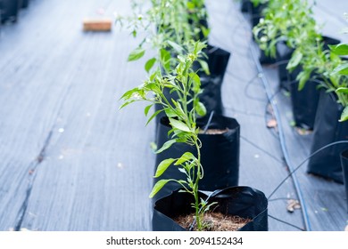 Chili Farm In Modern Technology Growing In Plastic Bags Potted Soil. 