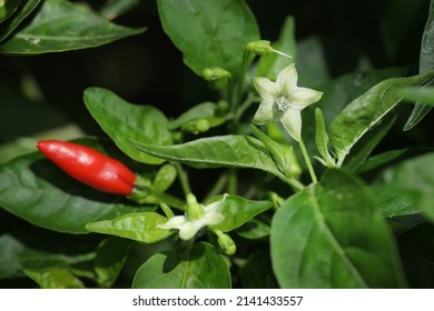 Chili flowers and fresh red and green Bird’s eye chilli on the plant.Capsicum frutescens.