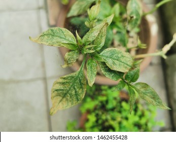 Chili Leaf Damage From Red Spidermites Infestation