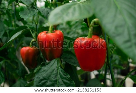 chili paprika plants in the garden