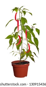 Chili Pepper Plant Isolated On White Background