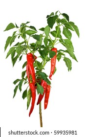 Chili Pepper Plant  Isolated On The White Background