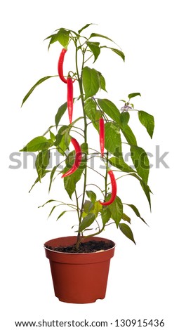 chili pepper plant isolated on white background