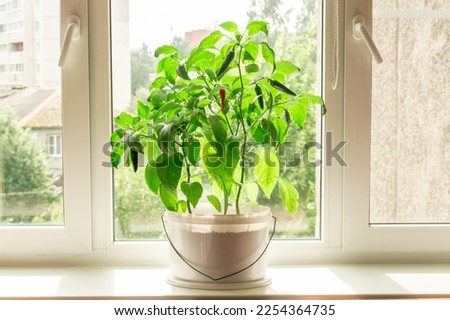Chili pepper plant on the windowsill