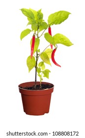 Chili Pepper Plant In Pot Isolated On White Background