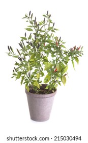 Chili Pepper Plant In Pot Isolated On White Background