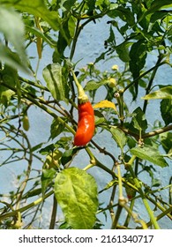 Chili pepper plant, tabasco pepper, cayenne pepper tree