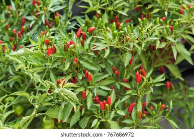 Chili Pepper Plants Green Burgundy Red Stock Photo (Edit Now) 767686972