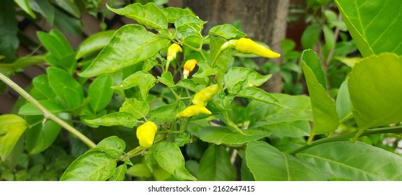 Chili Pepper Tree Chile Chile Pepper Stock Photo 2162647415 | Shutterstock