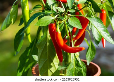 Chili peppers (also chile, chile pepper, chilli pepper, or chilli, Latin: Capsicum annuum) in the green garden. Red color peppers. Close up photo.