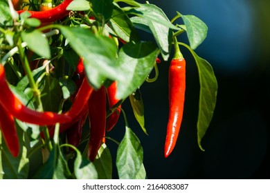 Chili peppers (also chile, chile pepper, chilli pepper, or chilli, Latin: Capsicum annuum) in the green garden. Red color peppers. Close up photo.