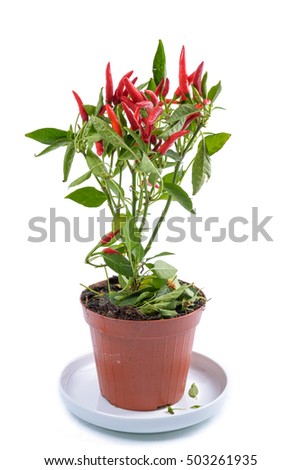 Chili plant with green leaves on a white background. / Red Chili Plant