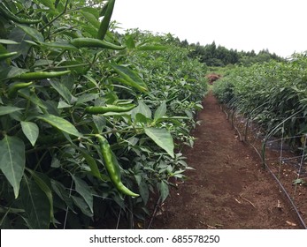 45,224 Chili farm Images, Stock Photos & Vectors | Shutterstock