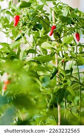 Chili plants growing indoors or inside a green house. Lots of foliage and red and green chili peppers. Homegrown vegetables for seasoning food and adding spice and heat. - Shutterstock ID 2263232565
