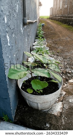 Chili plants in pots lined upside a house, gardening, planting chili in small pots, chili cultivation, jombang-indonesia, May 29, 2025