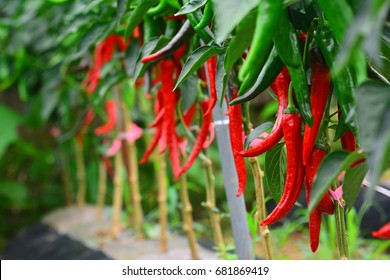 chili,pepper, hot pepper, korean hot pepper,red pepper
