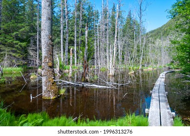 Chilkoot Trail To The Gold