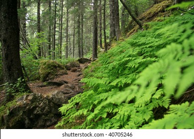 Chilkoot Trail, A Historical Trail From The Gold Mining Era, Skagway, Alaska, USA