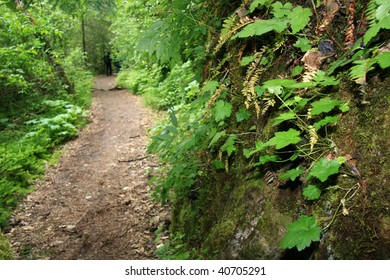 Chilkoot Trail, A Historical Trail From The Gold Mining Era, Skagway, Alaska, USA