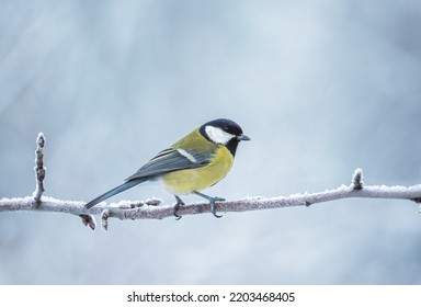 A chilled chickadee sits on a frozen branch during a severe frost