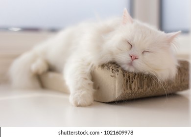 A chilled out cat is taking a nap on his favourite spot by the window, catching some sun rays and peacefully resting... It`s a relaxing scene.