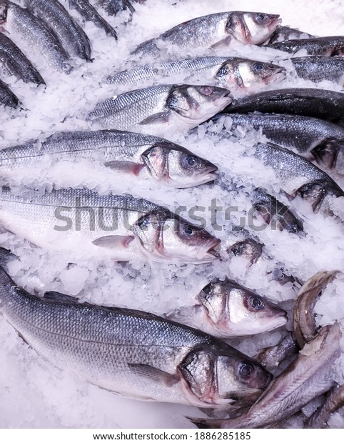Chilled Sea Bass. Laying out rows of fresh fish\
in ice on the supermarket counter. Storage in the refrigerator and\
retail sale of seafood.