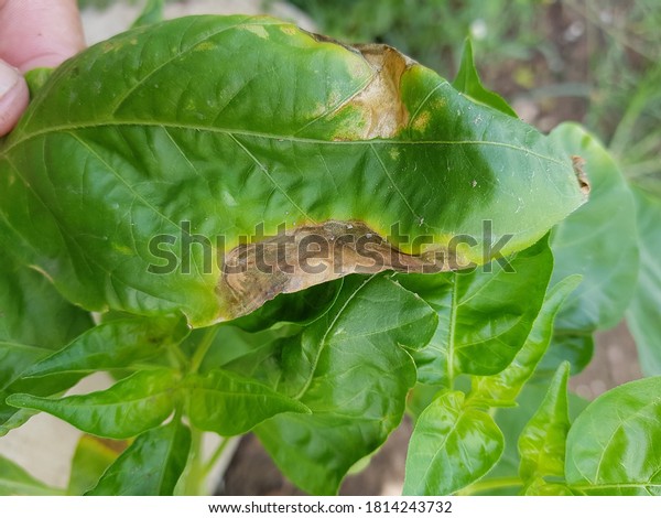 Chilli Anthracnose Disease Caused By Colletotrichum Stock Photo ...