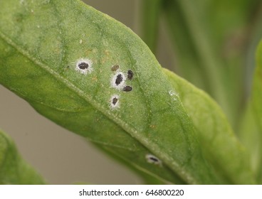 Eggplant Disease Images, Stock Photos & Vectors | Shutterstock