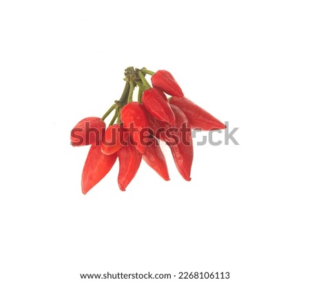 Chilli pepper - Capsicum annuum, ornamental pepper, on white background