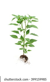 Chilli Pepper Plant Isolated On White Background