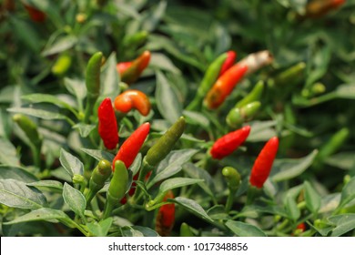 Chilli Pepper Tree At Garden