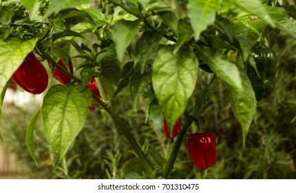 Chilli peppers