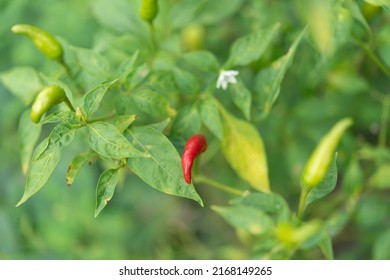 Chilli peppers or red and green chilies in farm gardening is vegetable use for ingredient of Thai food