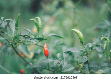 Chilli peppers or red and green chilies in farm gardening is vegetable use for ingredient of Thai food