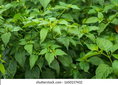 115,982 Chilli leaves Images, Stock Photos & Vectors | Shutterstock