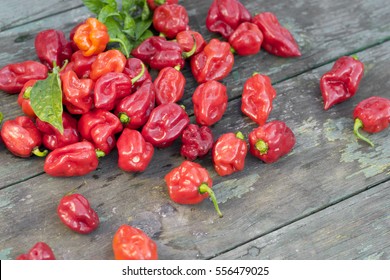 chilli red Trinidad