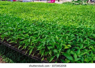 Chilli seedlings are planted