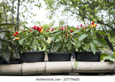 Chilli Tree In Garden