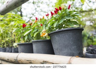 Chilli Tree In Garden