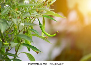 Chilli tree in the garden, Organic chillies vegetabal plantingin farm. - Shutterstock ID 2158822379