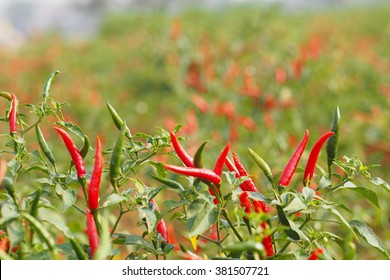 29,387 Chilli farm Images, Stock Photos & Vectors | Shutterstock