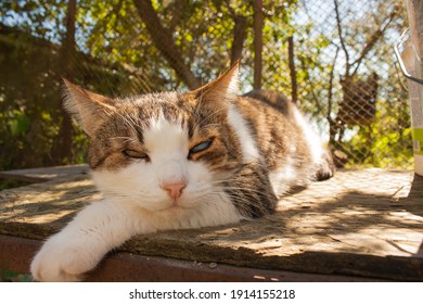 Chilling Cat With Cloudy Eye