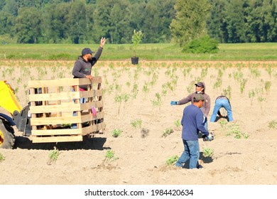 Chilliwack, BC, Canada - May 20, 2021: A Hired Immigrant Worker Tosses A Potted Plant To Another Worker As They Plant Trees On A Farm In Chilliwack, BC, Canada On May 20, 2021. 