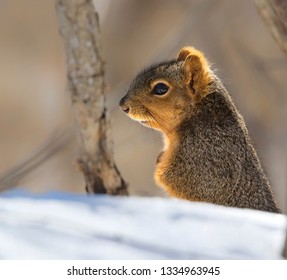 Chilly fox squirrel (Sciurus niger) in snow waiting late spring in Ames, Iowa