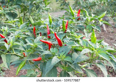 Chilly Peppers Chilly Tree Chilly Plant Stock Photo 559577887 ...