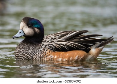 Chiloe wigeon (Anas sibilatrix) swimming profile. Bird indigenous to South America, aka southern wigeon, in the family Anatidae