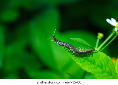 Chilopoda,Centipedes Bug On A Leaves.