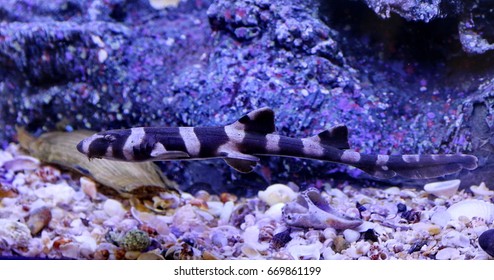 Chiloscyllium Punctatum,Bamboo Shark,Brown-spotted Cat Shark,Brown-banded Catshark. Juveniles Have The Bands And Occasionlly Spots. Family Hemiscylliidae. 