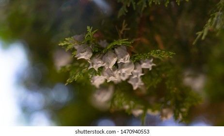 Chimayo New Mexico Tree Closeup