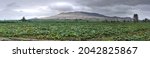 Chimbote, Peru - July 30, 2021: Panorama of field growing Zapallo with trees and mountains in background